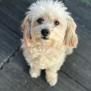 Meet your Posher, Sheryl